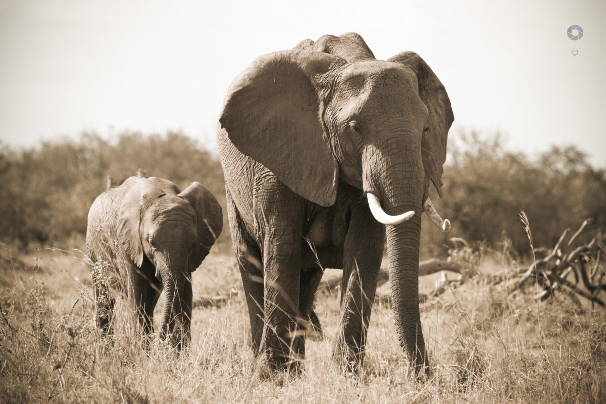 elefanti nel masai mara, foto di Liliana Cantù