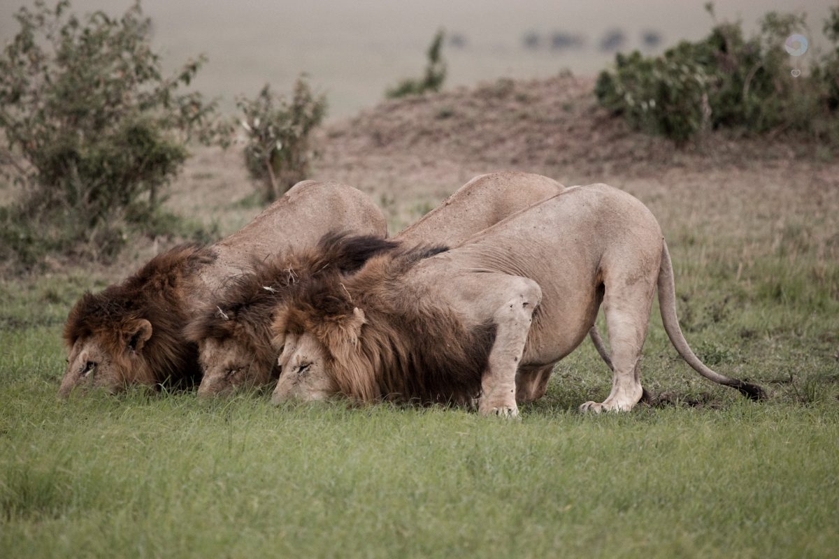 i tre leoni nel masai mara