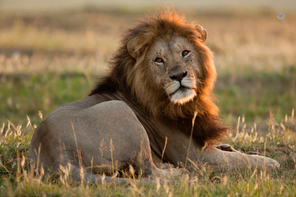 leone al tramonto nel masai mara